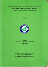 Efektivitas Bakteri Pelarut Fosfat Dengan Bahan Pembawa Padat Pada Budidaya Tanaman Jagung Manis (Zea mays saccharata sturt)